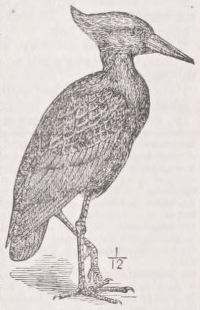 Umber