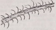 Uncinate