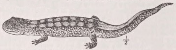 Urodela