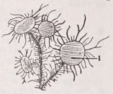 Usnea