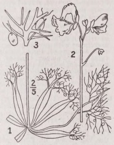 Utricularia