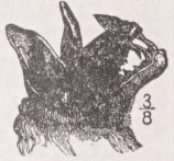 Vampire