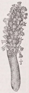 Veretillum