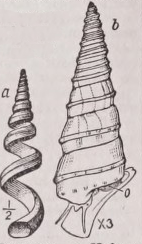 Vermetus