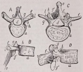 Vertebra