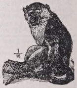 Vervet