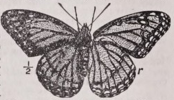Viceroy