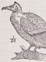 Vulture