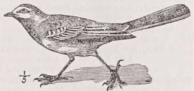 Wagtail
