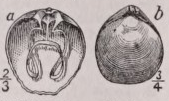 Waldheimia