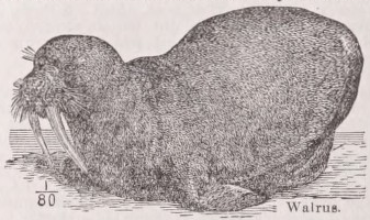 Walrus