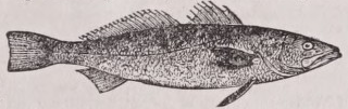 Weakfish