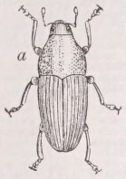 Weevil