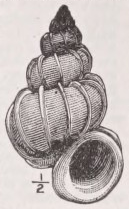 Wentletrap