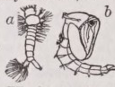 Wiggler