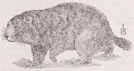 Woodchuck
