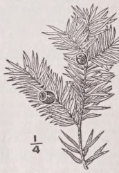 Yew