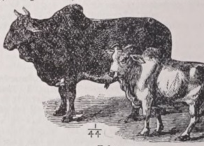 Zebu