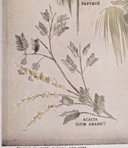 Acacia