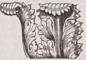 Acanthus