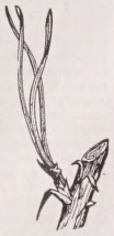 Acerose