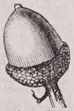 Acorn