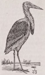 Adjutant