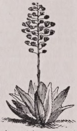 Agave