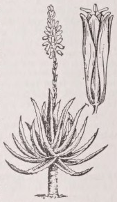 Aloe