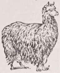 Alpaca