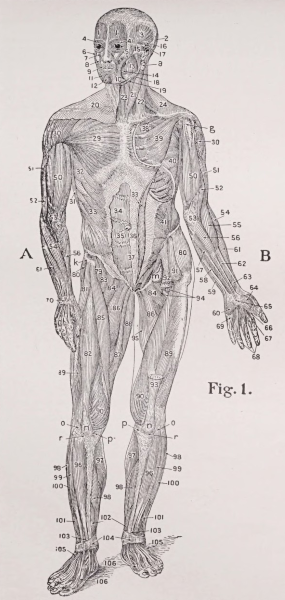 Anatomy