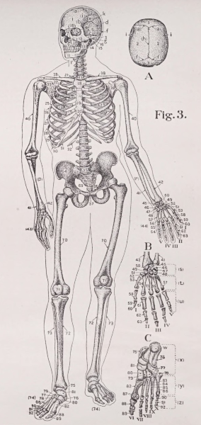 Anatomy