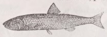 Anchovy