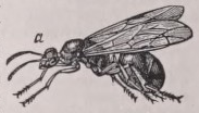 Ant