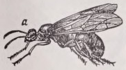 Ant
