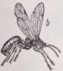 Ant