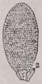 Antheridium