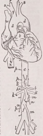Aorta