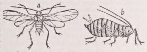 Aphid