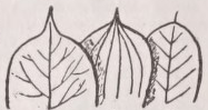 Apiculated