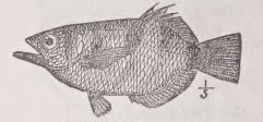 Archer fish