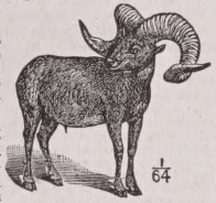 Argali