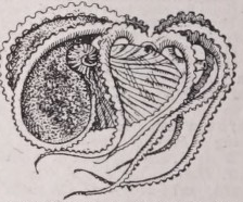 Argonauta