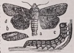 Army worm