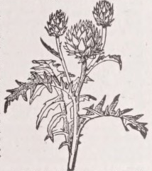 Artichoke