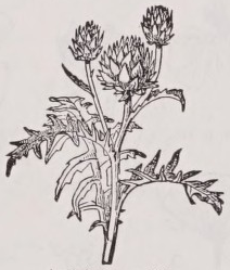 Artichoke