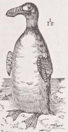 Auk