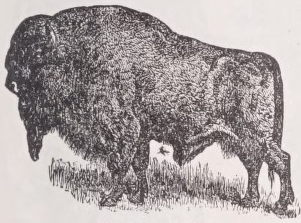 Aurochs