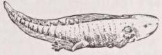 Axolotl