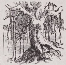 Banyan